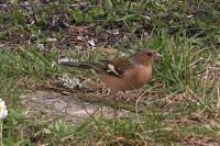 Fringilla coelebs