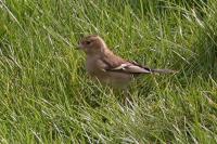 Fringilla coelebs
