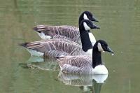 Branta canadensis