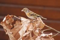 Fringilla montifringilla