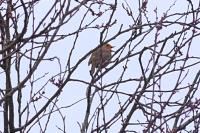 Erithacus rubecula