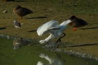 Platalea leucorodia