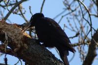 Dryocopus martius