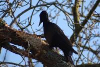Dryocopus martius