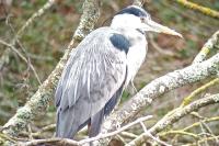 Ardea cinerea