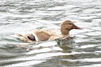 Anas platyrhynchos