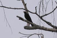 Turdus merula