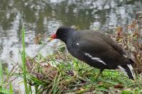 Gallinula chloropus