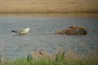 Larus michahellis