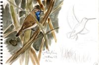 Luscinia svecica