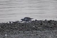 Calidris alpina