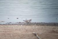 Calidris alpina