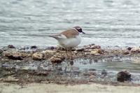 Charadrius dubius