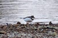 Charadrius dubius