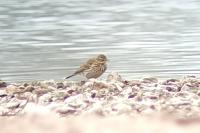 Anthus spinoletta