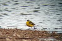 Motacilla flava