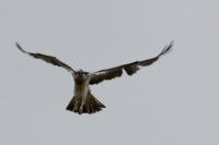 Pandion haliaetus