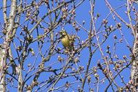 Emberiza cirlus