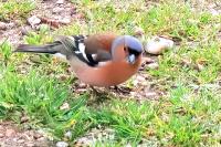 Fringilla coelebs