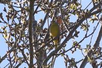 Chloris chloris