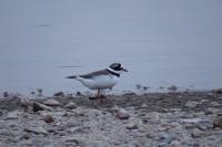 Charadrius hiaticula
