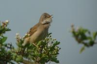 Sylvia communis
