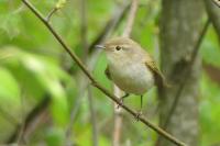 Phylloscopus bonelli