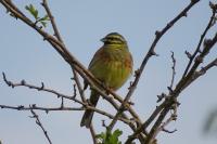 Emberiza cirlus