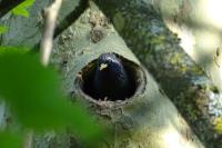 Sturnus vulgaris