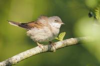 Sylvia communis