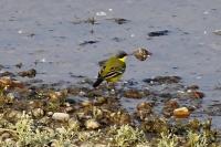 Motacilla flava thunbergi