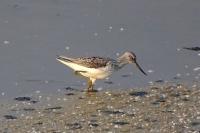 Tringa nebularia