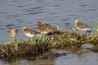 Calidris pugnax