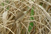 Acrocephalus scirpaceus
