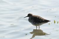 Calidris pugnax