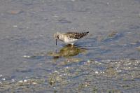 Calidris pugnax