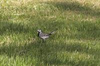 Motacilla alba