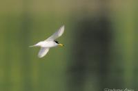 Sternula albifrons