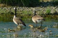 Branta canadensis