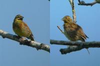 Emberiza cirlus