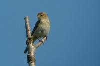 Phylloscopus collybita