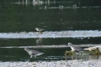 Pluvialis squatarola