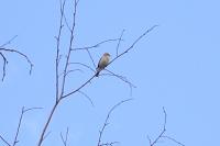 Phylloscopus collybita
