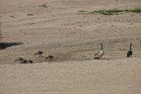Branta canadensis