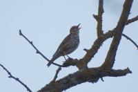 Turdus philomelos