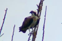 Pandion haliaetus