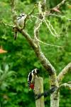 Dendrocopos major