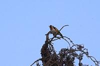 Carduelis carduelis