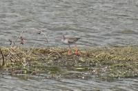 Tringa totanus