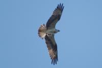 Pandion haliaetus
